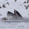 A humpback whale emerging underneath a herring ball