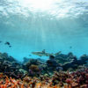 A black tip shark swims above a shallow reef of primarily dead coral skeletons at Palmyra Atoll.