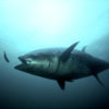 Atlantic bluefin tuna