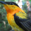 orange-collared manakin