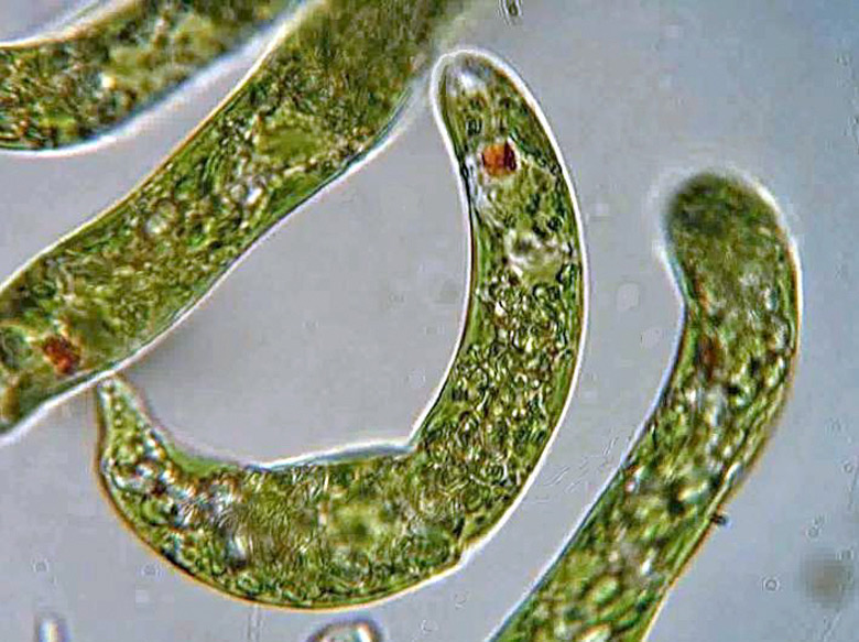 Euglena microbes