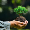 Farmer's hands holding a small tree on nature background