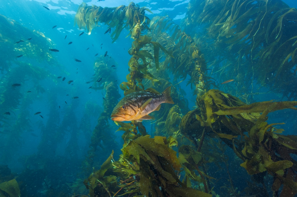 fish swimming in kelp off Southern California's Channel Islands