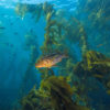 fish swimming in kelp off Souther California's Channel Islands