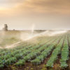 Irrigated field