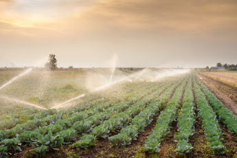 Irrigated field