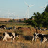 cattle grazing