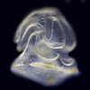 Magnified Schizocardium californicum as a larva on a black background.