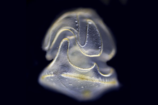 Magnified Schizocardium californicum as a larva on a black background.