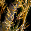 Closeup of grass stalks belonging to Gramineae, a family of flowering plants that produce the lipid isoarborinol