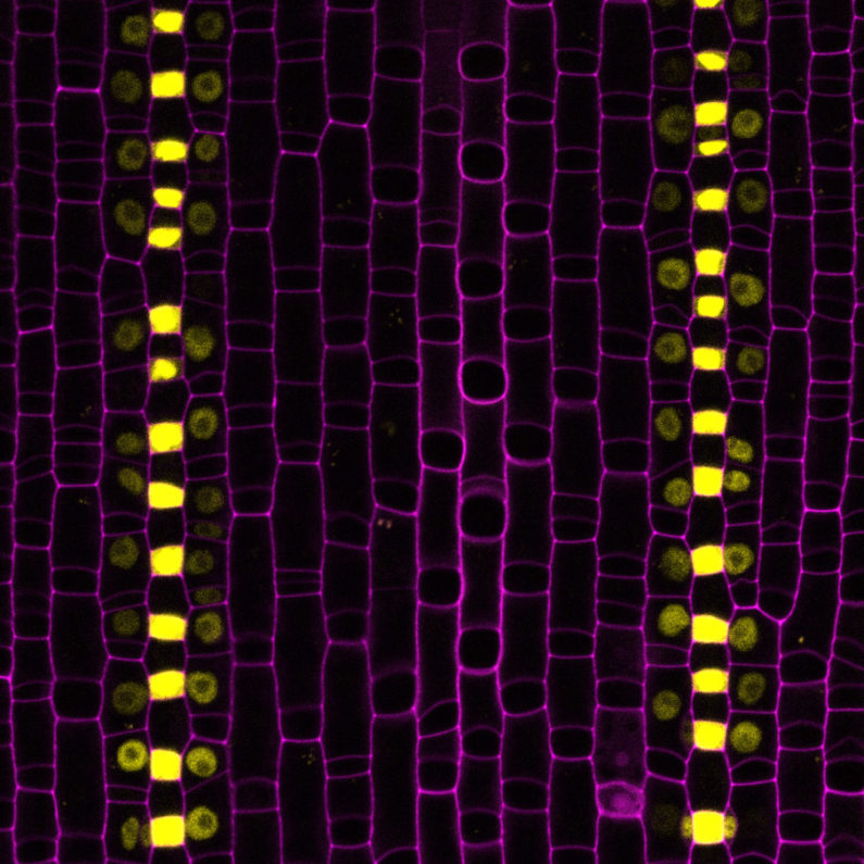 Grass stomata