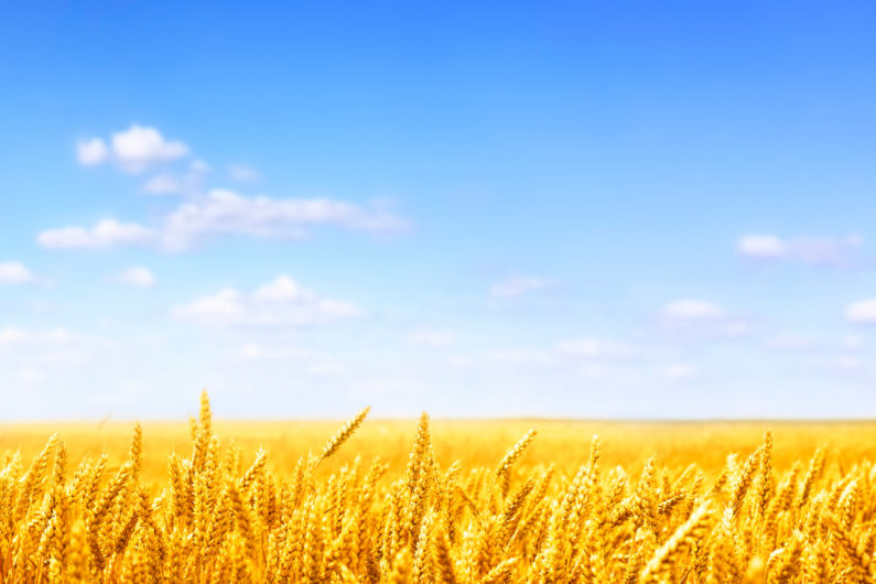 Wheat field