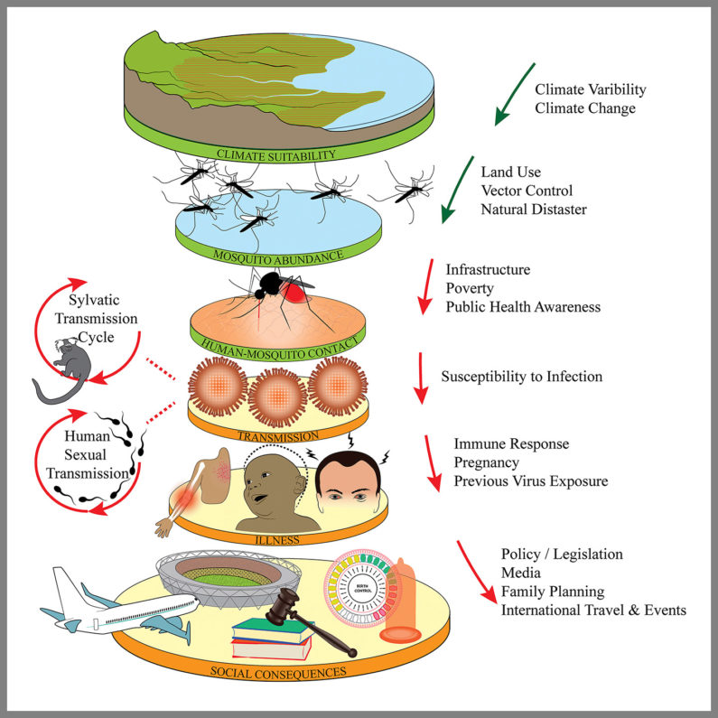 Zika effects illustrated