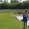 Rice farmers in India