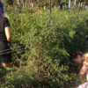 Students harvesting excess produce for the community