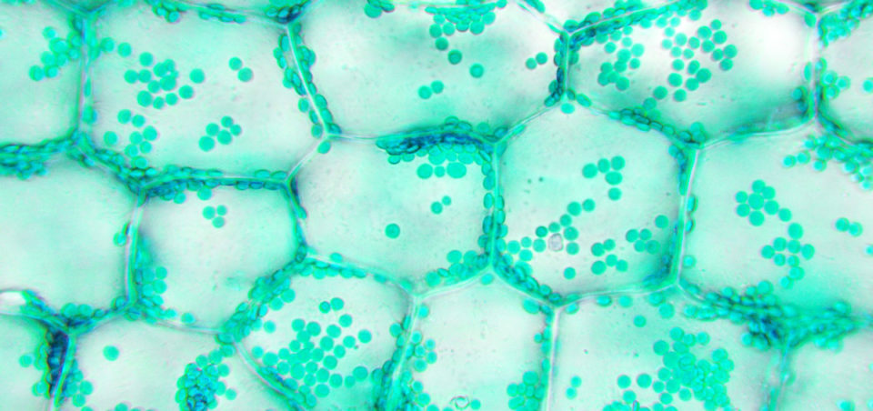 stained cells illustrating membranes