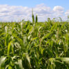 Corn field in U.S.A.