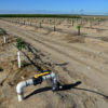 Newly planted almond trees