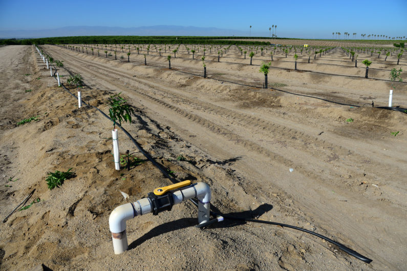 Newly planted almond trees