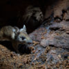 Wood mouse (Apodemus sylvaticus)