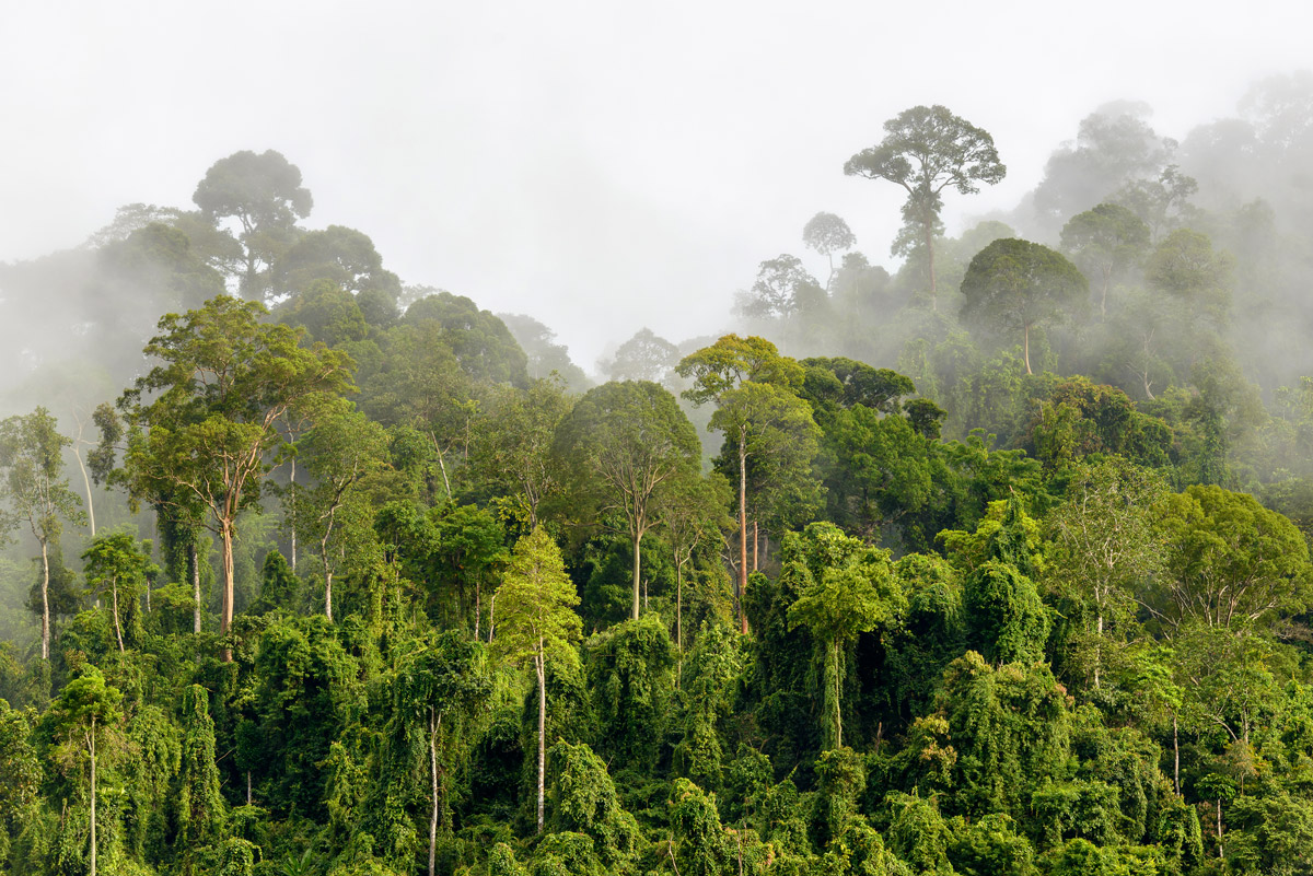 Treetops of dense tropical rainforest near Malaysia-Kalimantan border