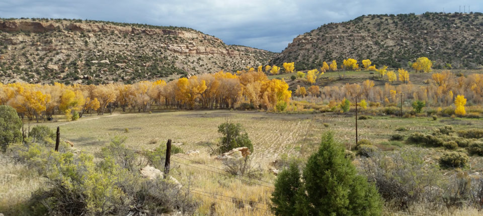 The field site in the floodplains in the upper Colorado River Basin where the soil samples were taken.