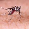 Aedes Aegypti mosquito