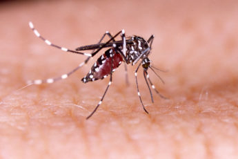 Aedes Aegypti mosquito