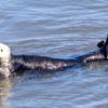 Sea otter