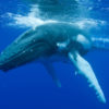 humpback whale with foreflippers clearly visible