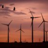 Birds and wind turbines