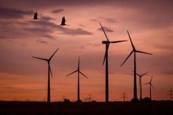 Birds and wind turbines