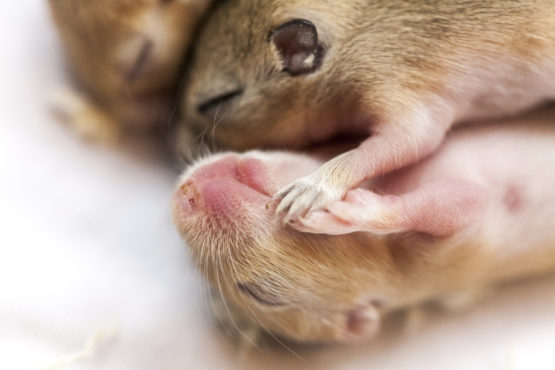 Meagan Shinbashi studied mice to see at what points during their sleep/wake cycle they were able to form new memories. 