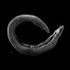 Electron micrograph of an adult male Schistosoma parasite worm. The bar (bottom left) represents a magnification of 500 μm.