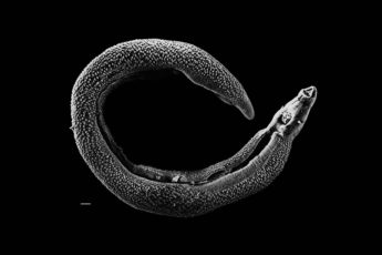 Electron micrograph of an adult male Schistosoma parasite worm. The bar (bottom left) represents a magnification of 500 μm.