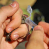 Researcher obtaining a microbe sample from a hummingbird