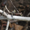 On a tree branch, ants of the species C. goniodontus, painted so that researchers can track their movement through the network of vegetation that connects their nests and food sources.