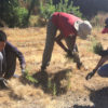 Stanford students pulling stinkwort weeds