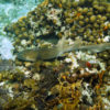 nurse shark in a coral reef