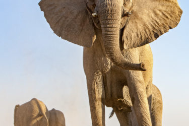 Elephants in Namibia