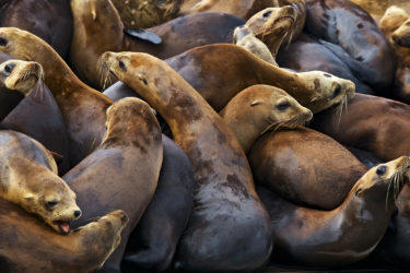 Sea lions in Moss Landing, California