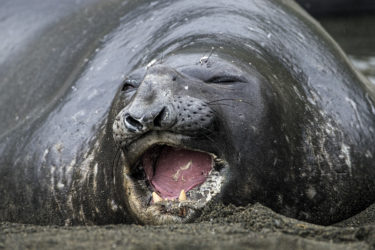 Elephant seal on South Georgia Island