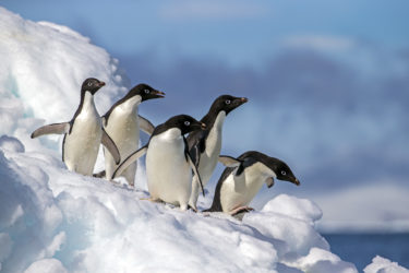 Penguins in the Antarctic