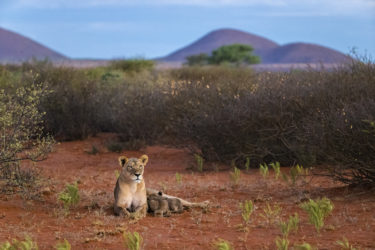 Lioness and two cubs in South Africa