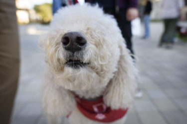 Labradoodle