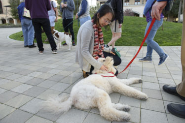 Student petting dog