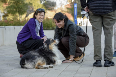 Kiah the Australian Shepherd