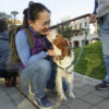 Ginger the Brittany Spaniel.