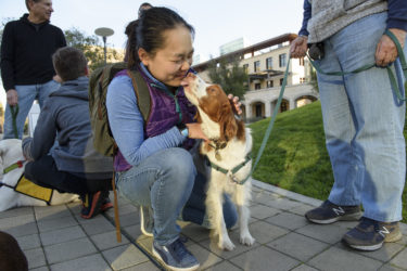 Ginger the Brittany Spaniel.