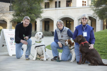 therapy dogs